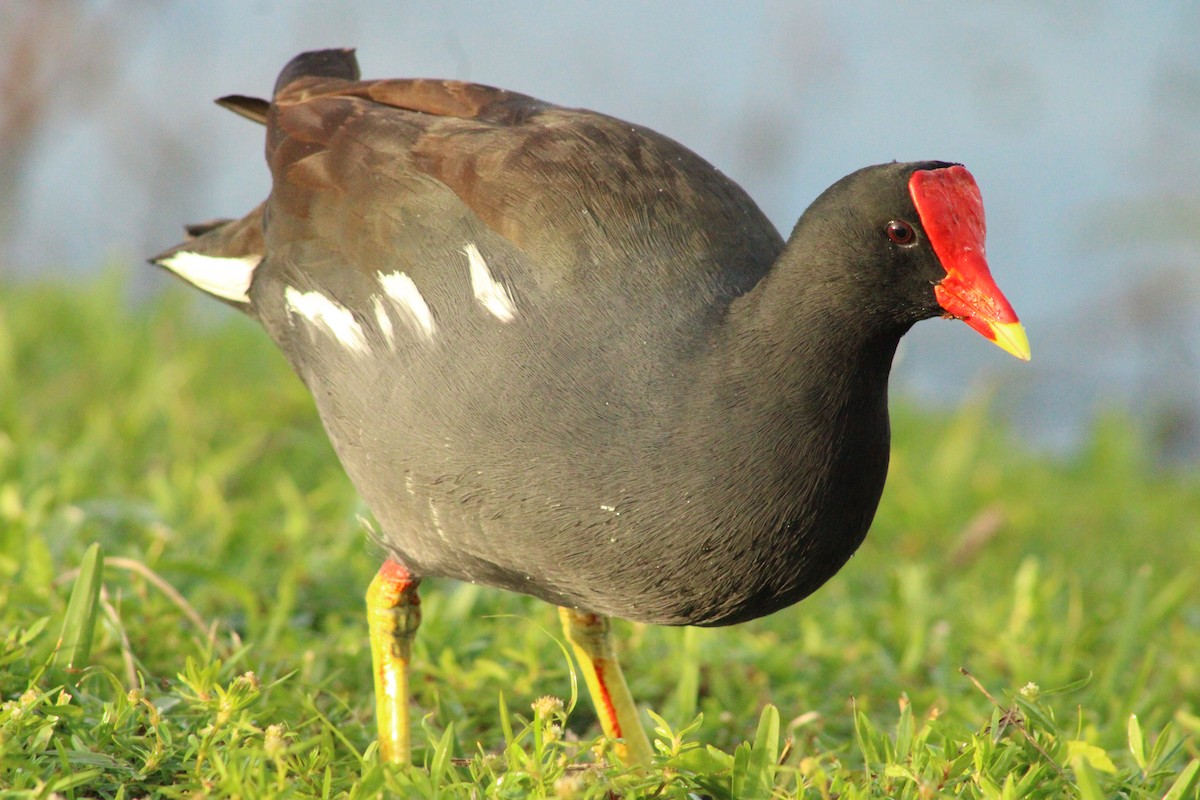 Common Gallinule - Kelsie Taggart