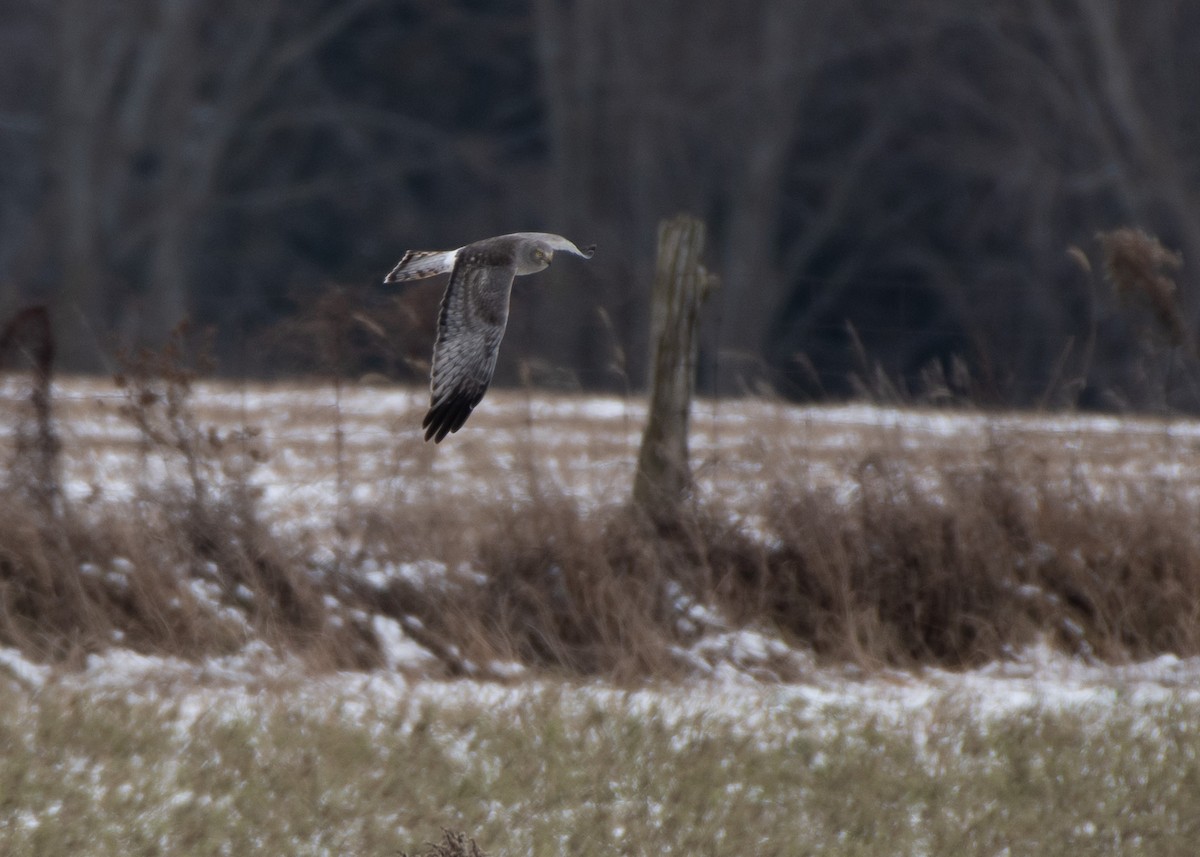 Northern Harrier - ML613011792