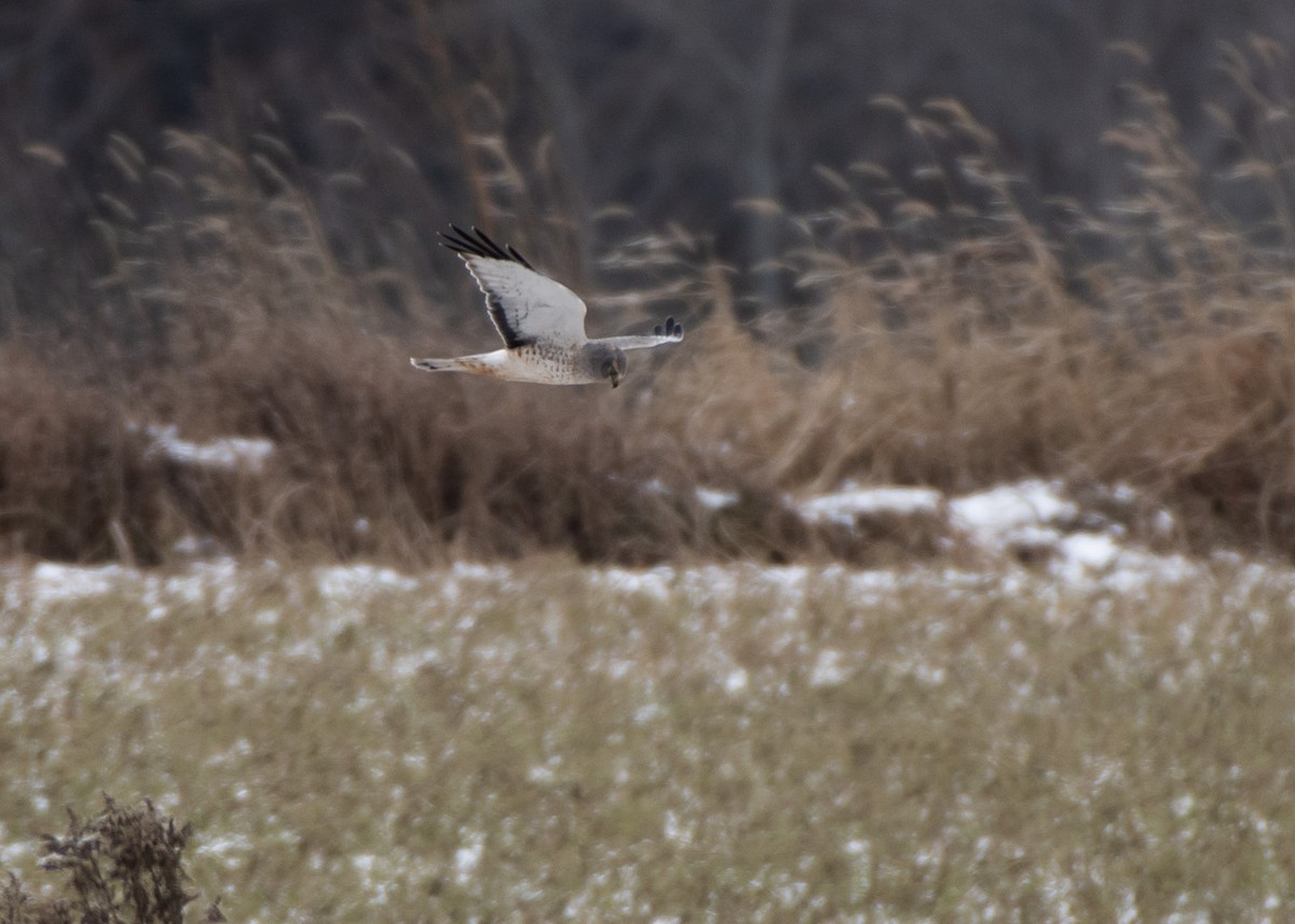 Northern Harrier - ML613011793