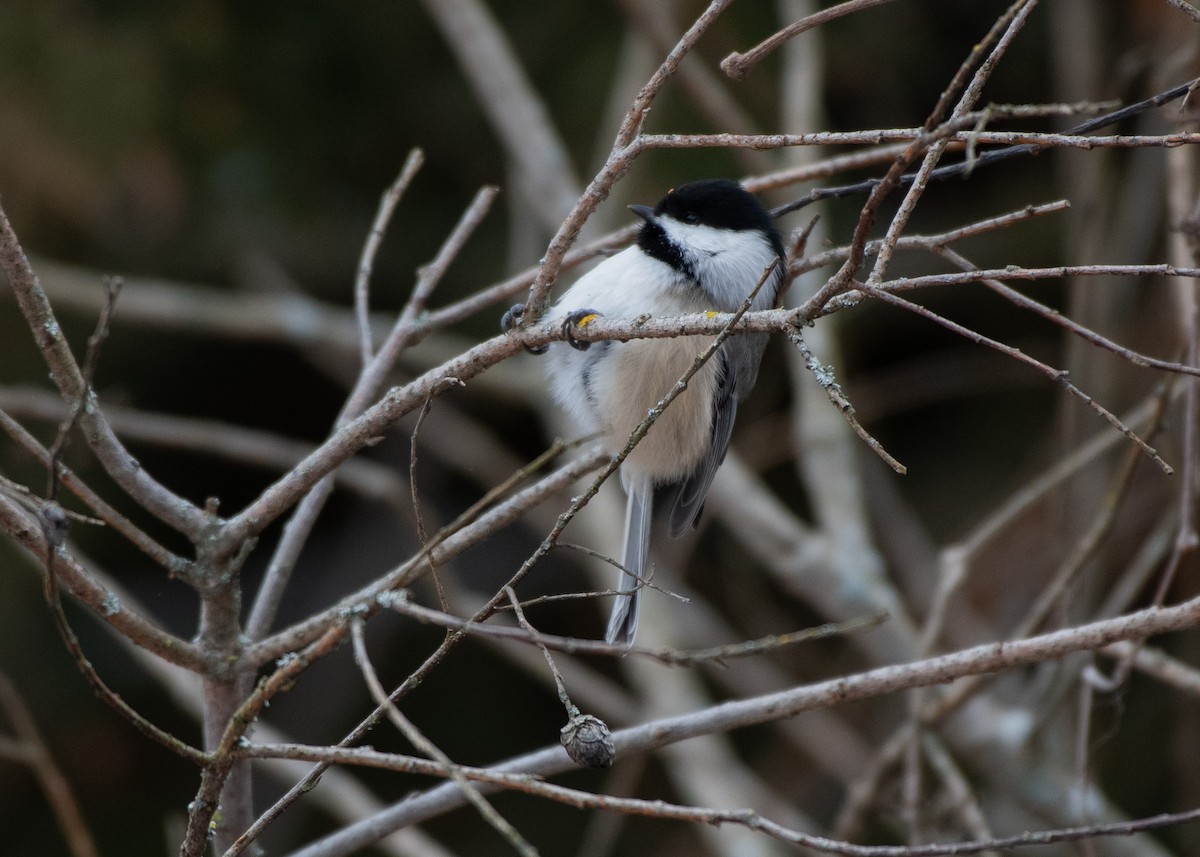 Black-capped Chickadee - ML613011811