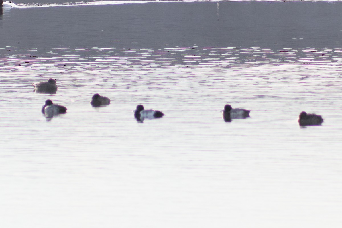 Greater Scaup - Gary McLarty