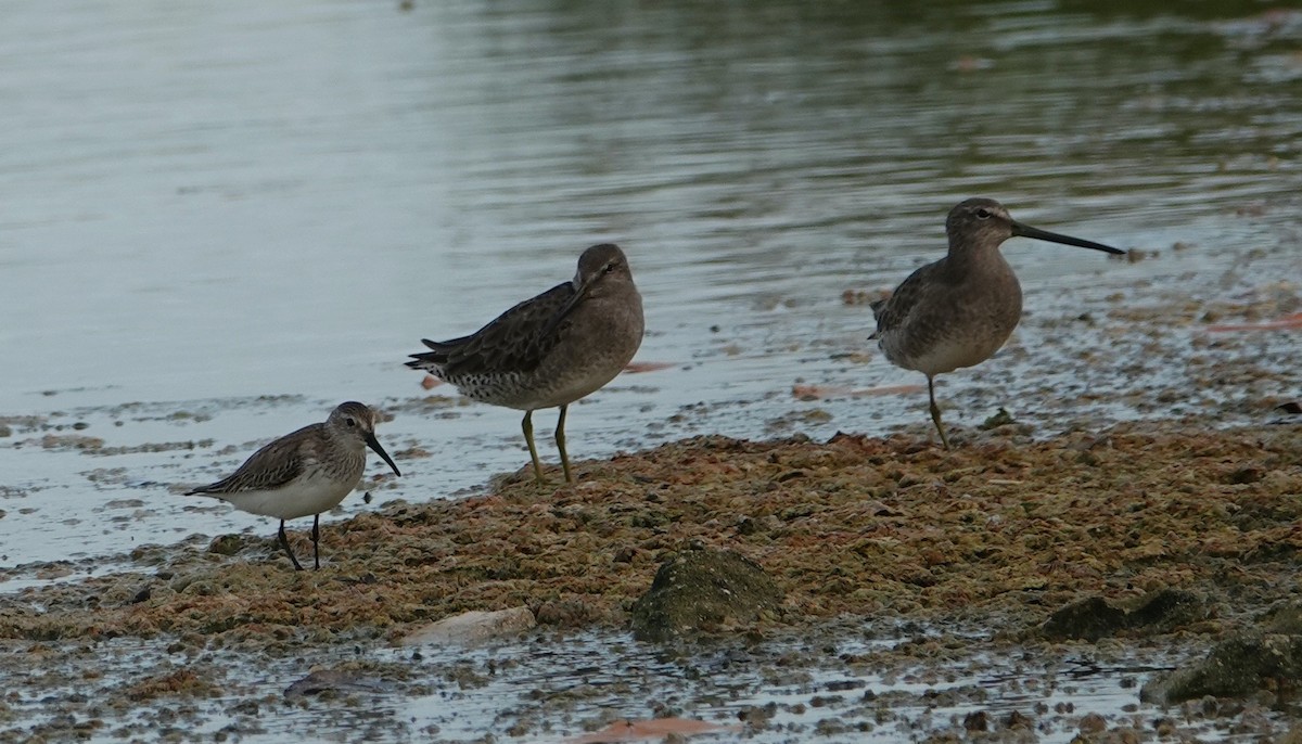 Long-billed Dowitcher - Breck Tyler