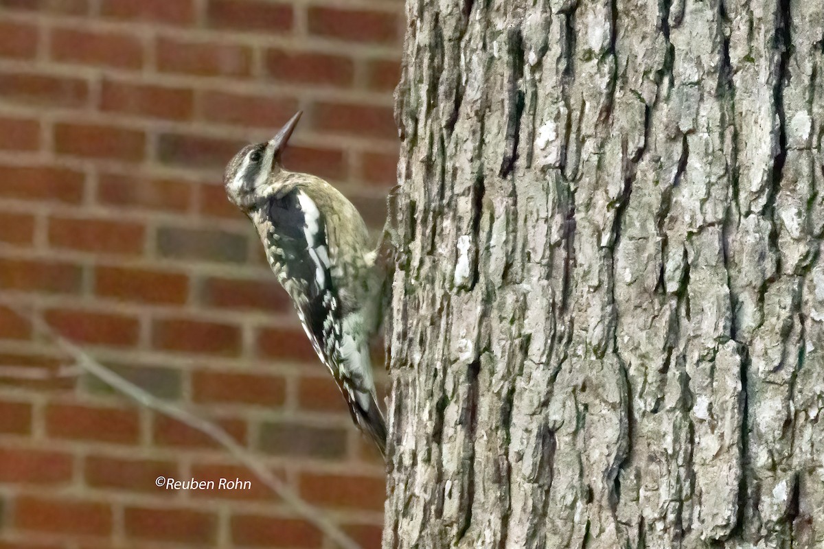 Yellow-bellied Sapsucker - ML613012013