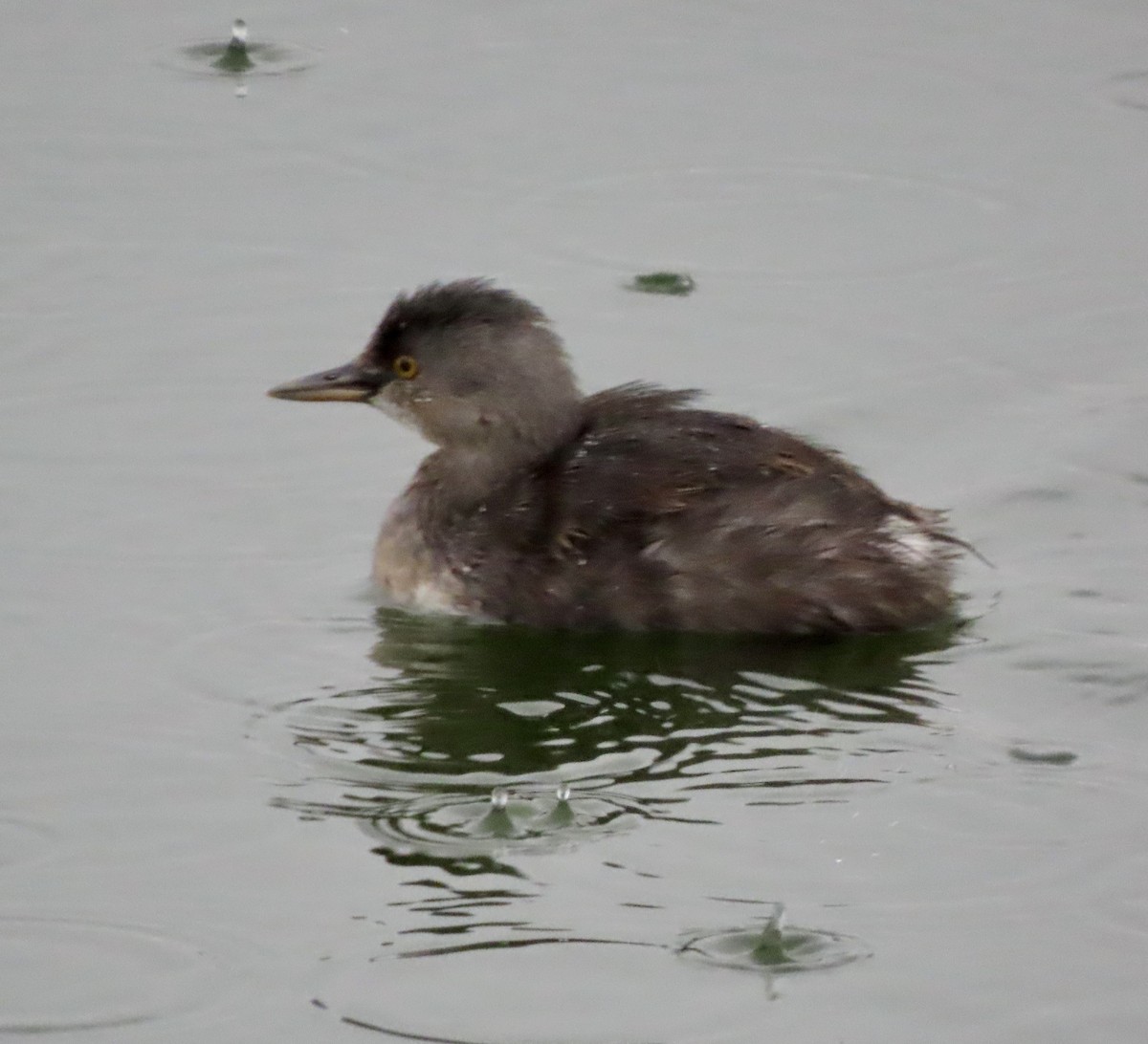 Least Grebe - George Chrisman