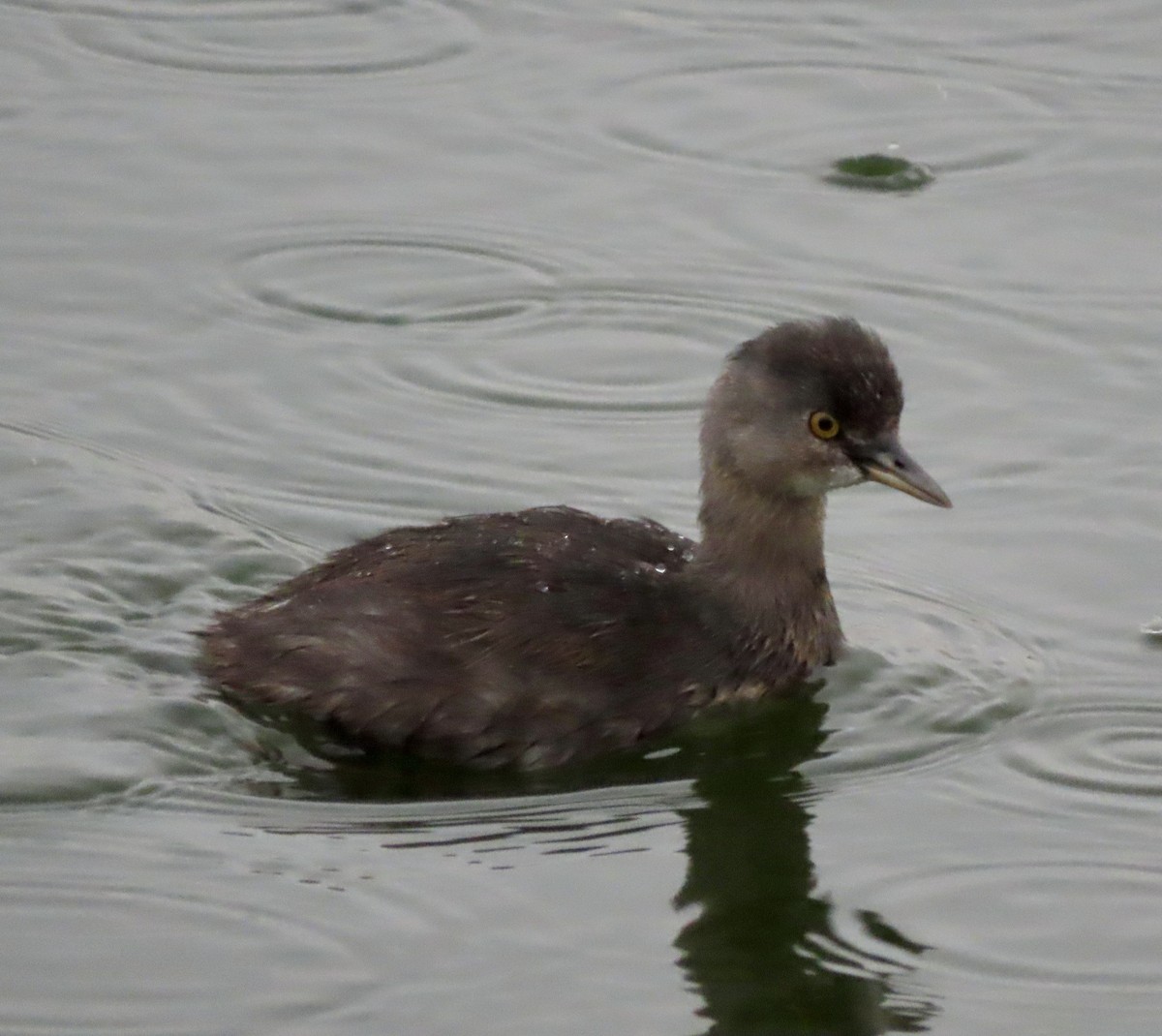 Least Grebe - ML613012136