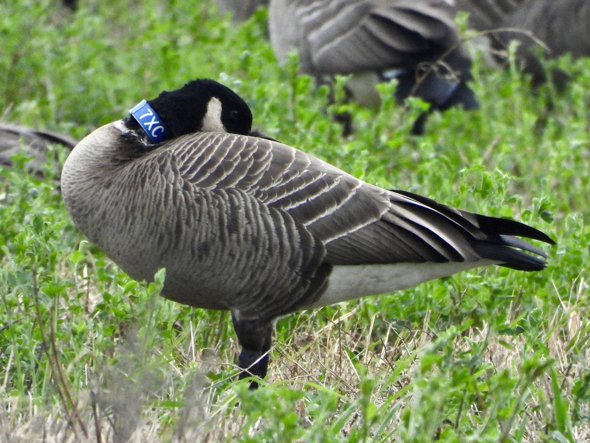 Cackling Goose (Aleutian) - ML613012173