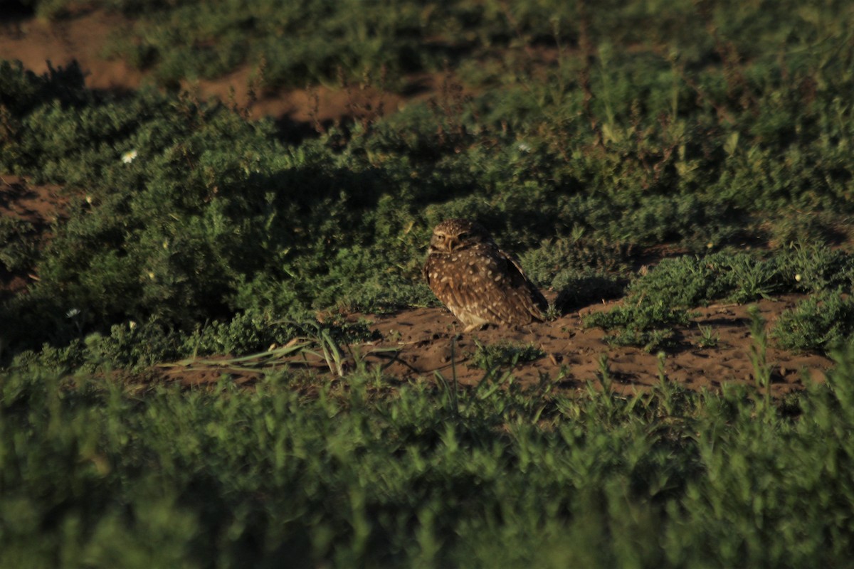 Burrowing Owl - ML613012327