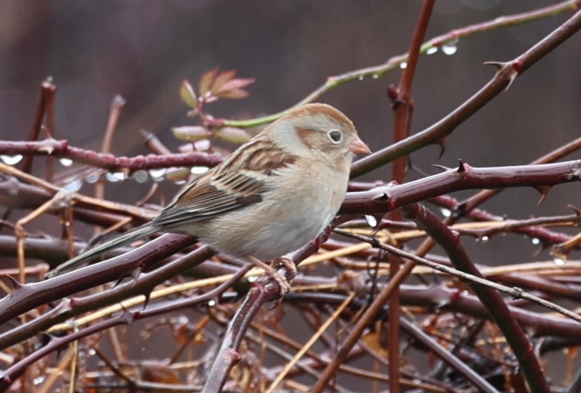 Field Sparrow - ML613012408