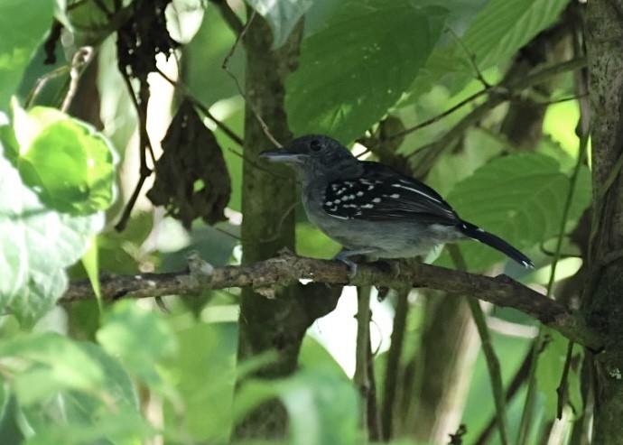 Black-crowned Antshrike - ML613012426