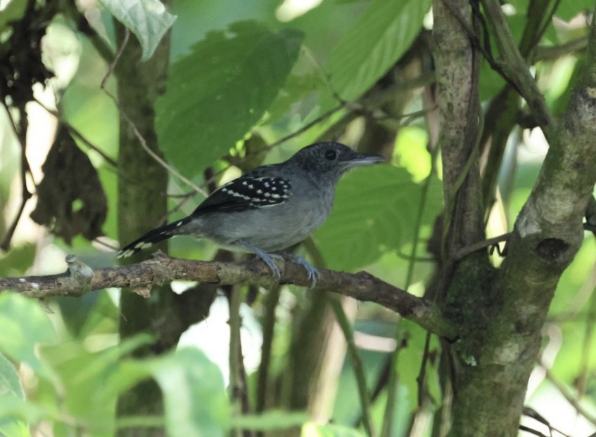 Black-crowned Antshrike - ML613012427