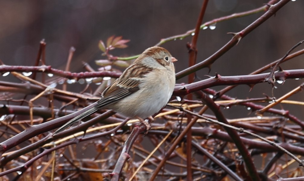 Field Sparrow - ML613012440