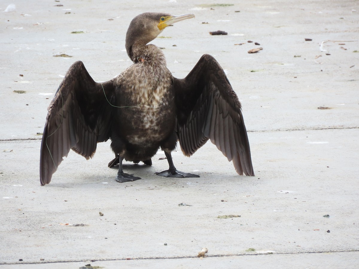 Great Cormorant - Sandra Henderson