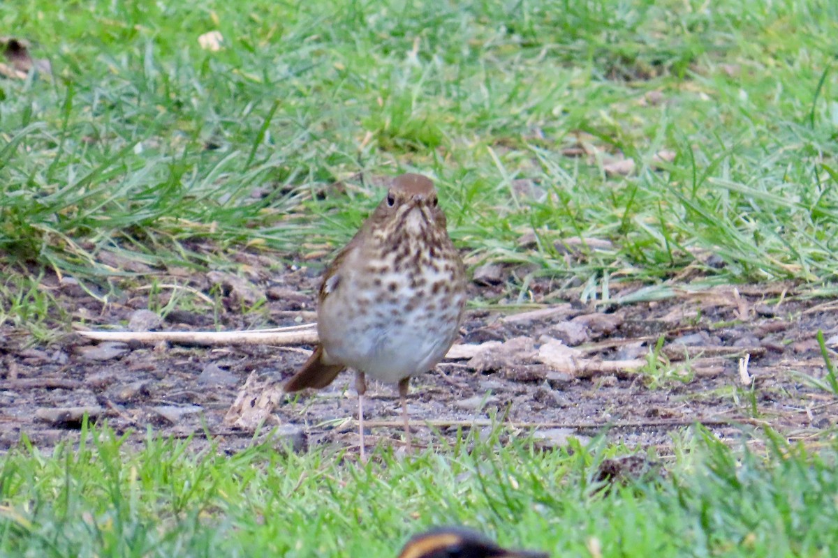 Hermit Thrush - ML613012530