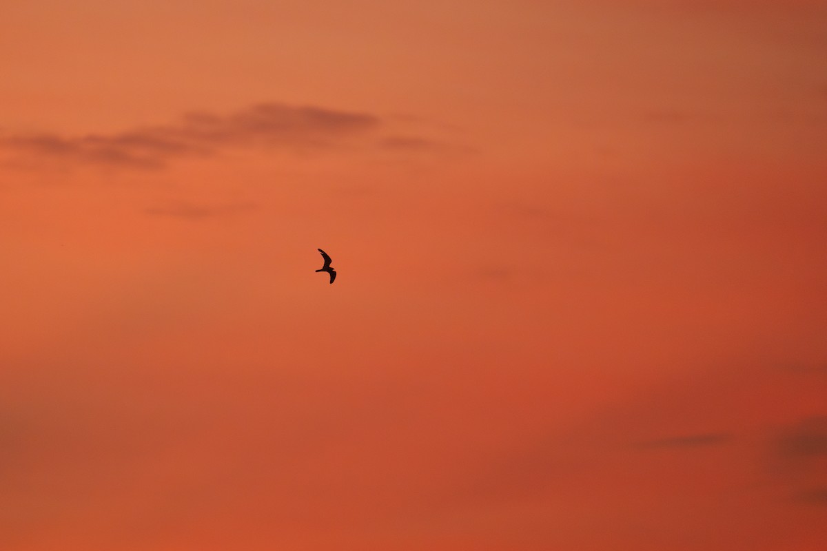 Lesser Nighthawk - Neo Morpheus