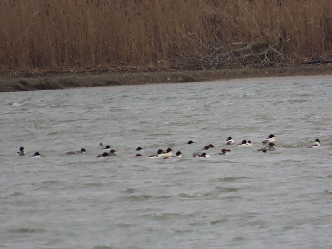 Common Merganser (North American) - ML613012578