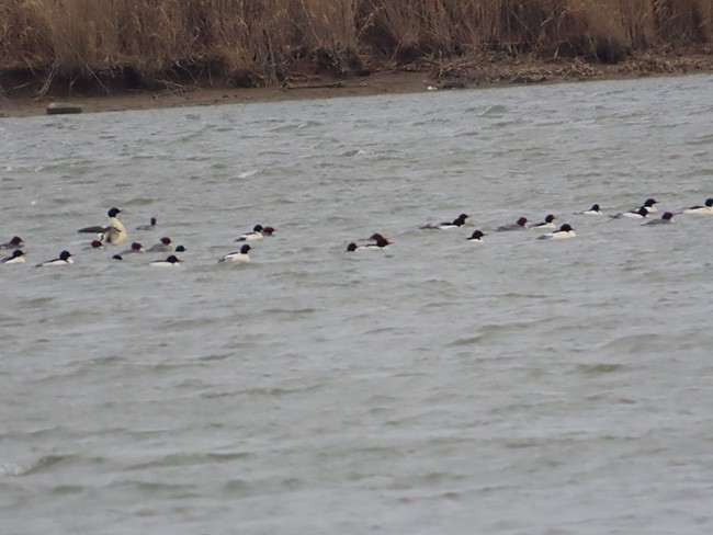 Common Merganser (North American) - ML613012588