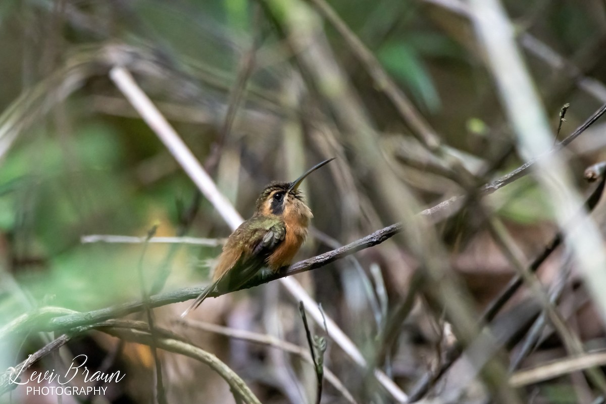 kolibřík proužkohrdlý - ML613012612