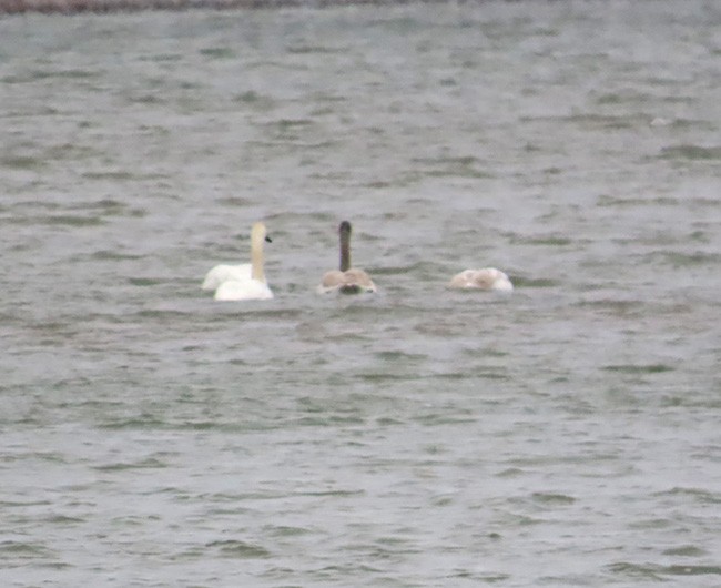 Trumpeter Swan - Nancy Anderson