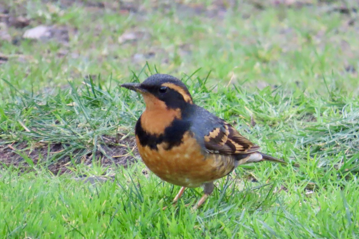 Varied Thrush - ML613012635