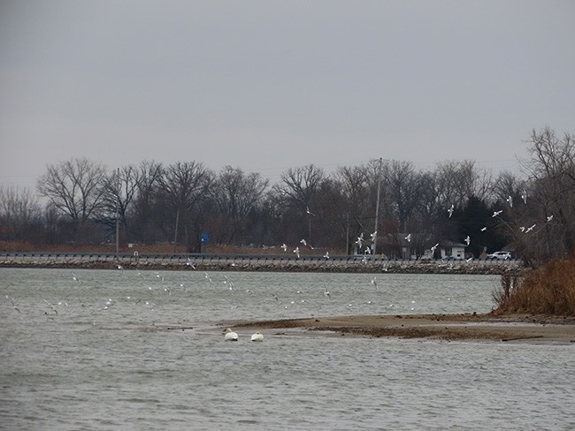 Bonaparte's Gull - ML613012639