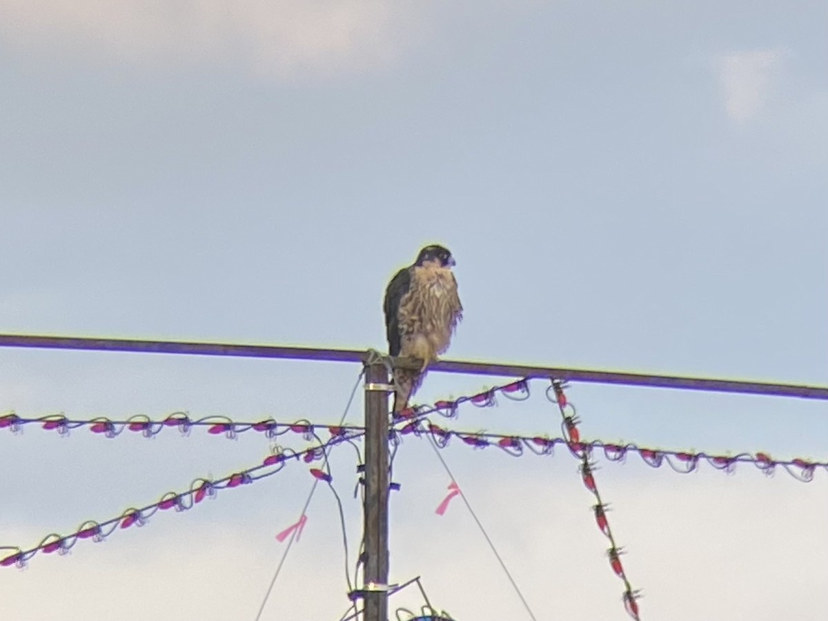 Peregrine Falcon - Luke Merz