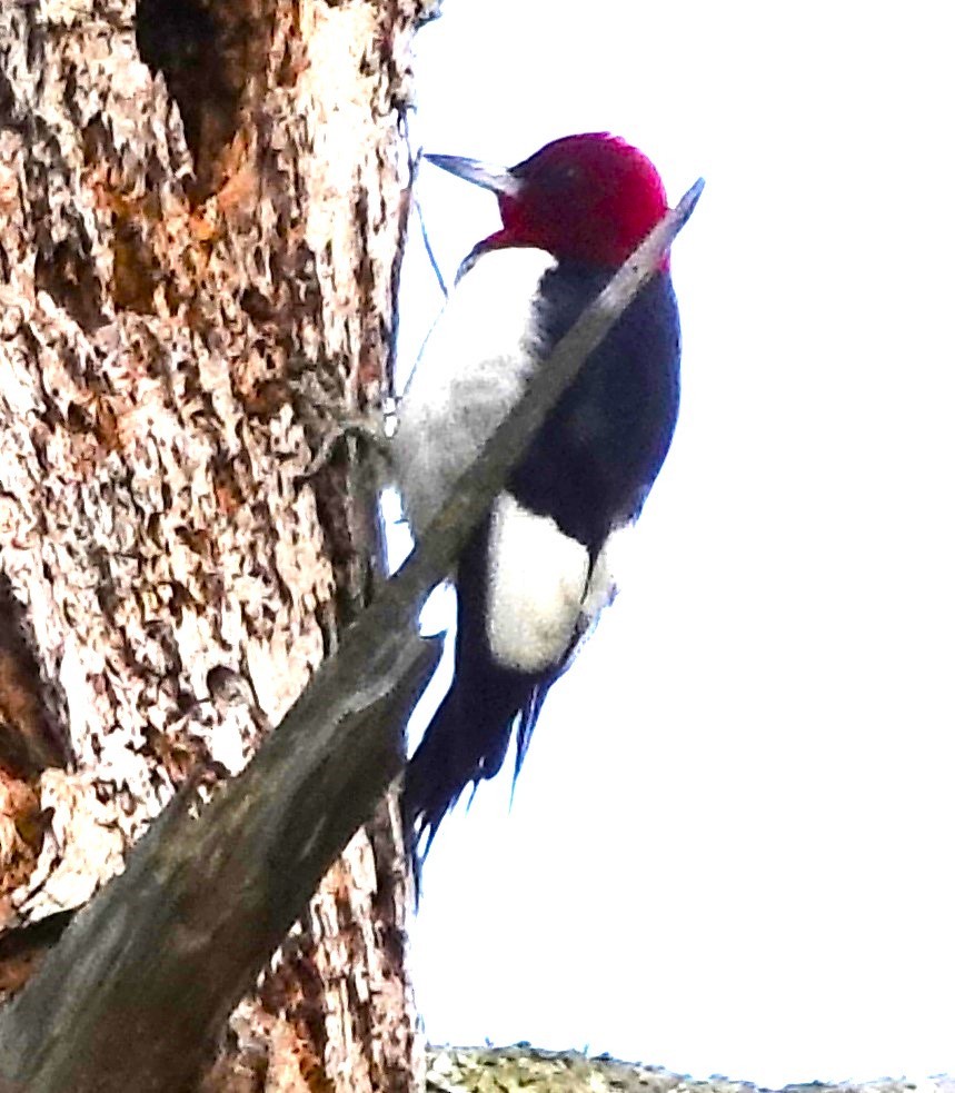 Red-headed Woodpecker - ML613012695