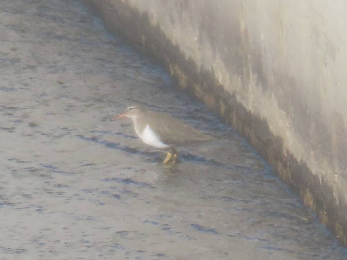 Spotted Sandpiper - ML613012765