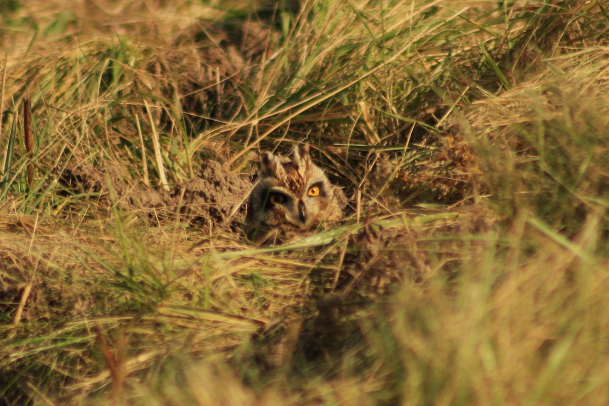 Short-eared Owl - ML613012814
