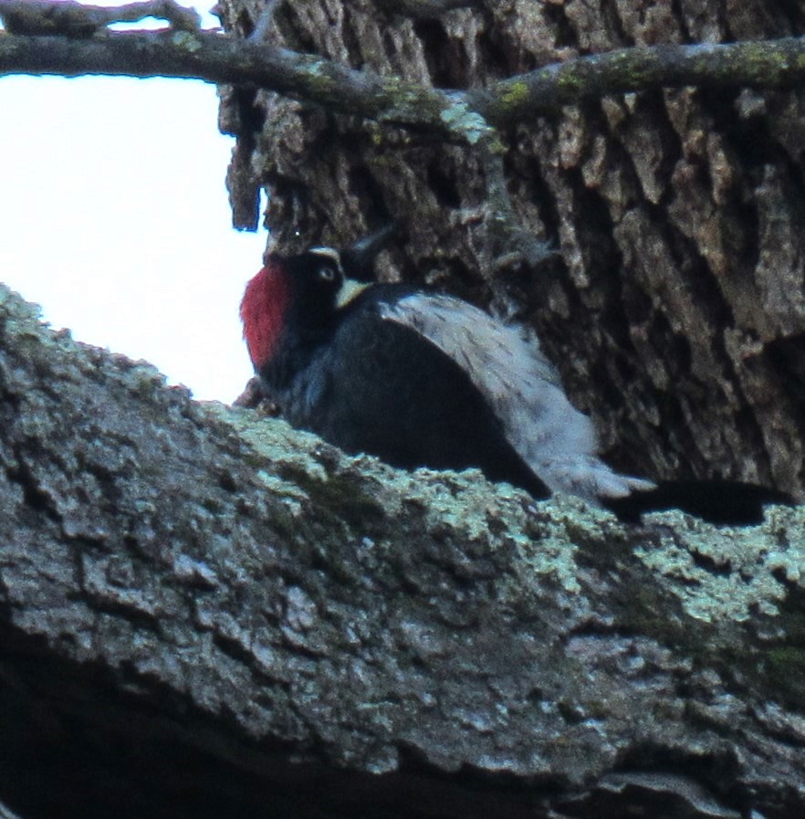 Acorn Woodpecker - ML613012829