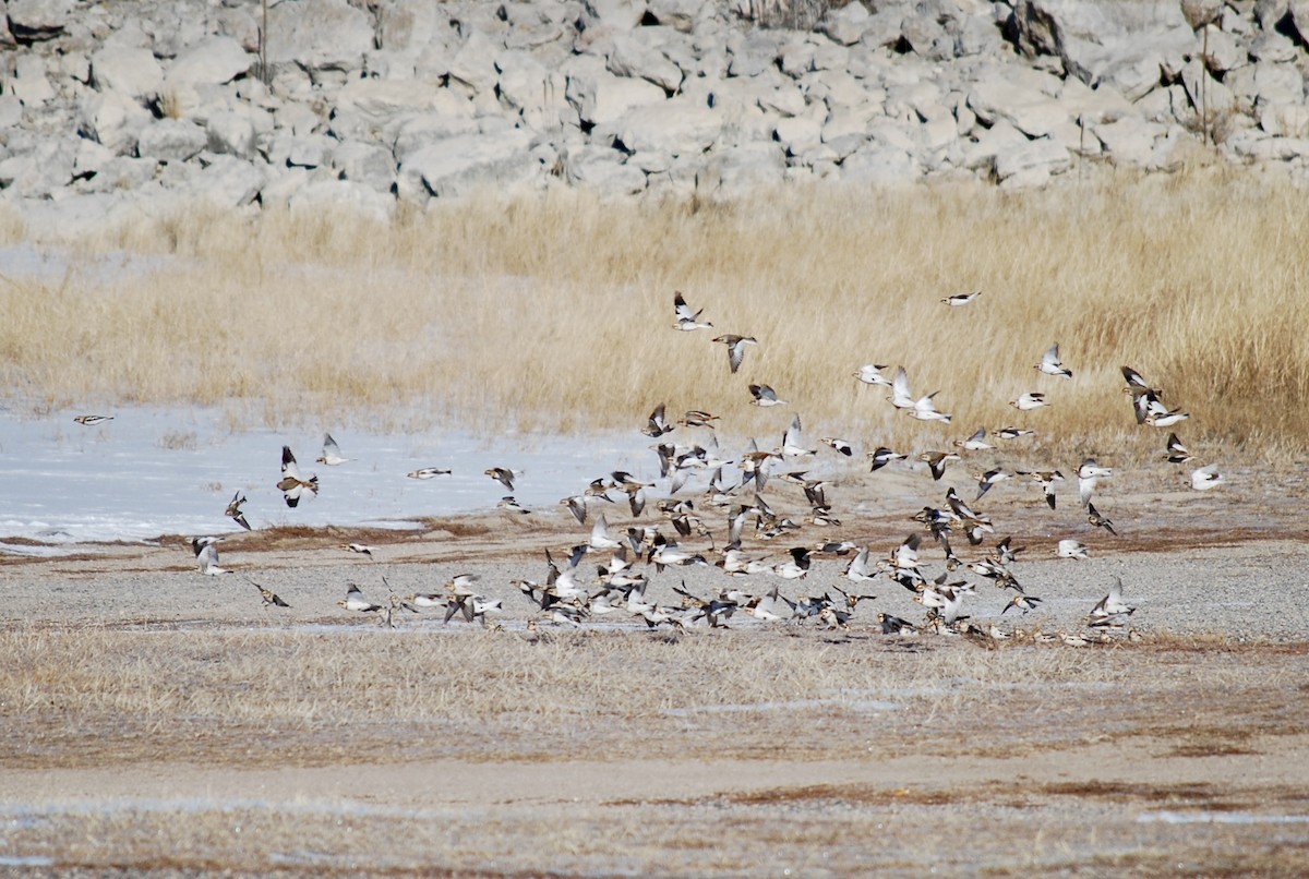 Snow Bunting - ML613012845