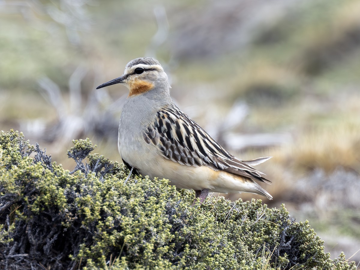 Tawny-throated Dotterel - ML613012915