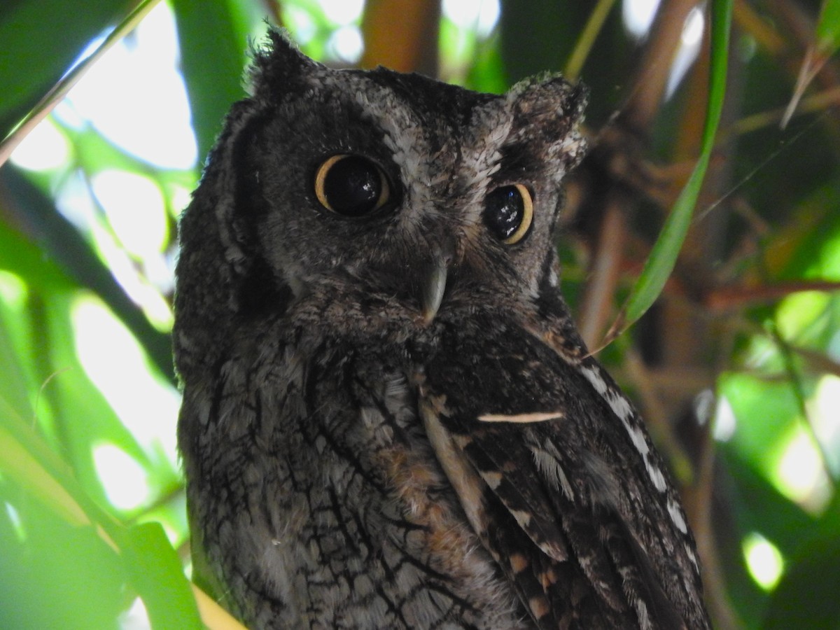 Tropical Screech-Owl - ML613013055