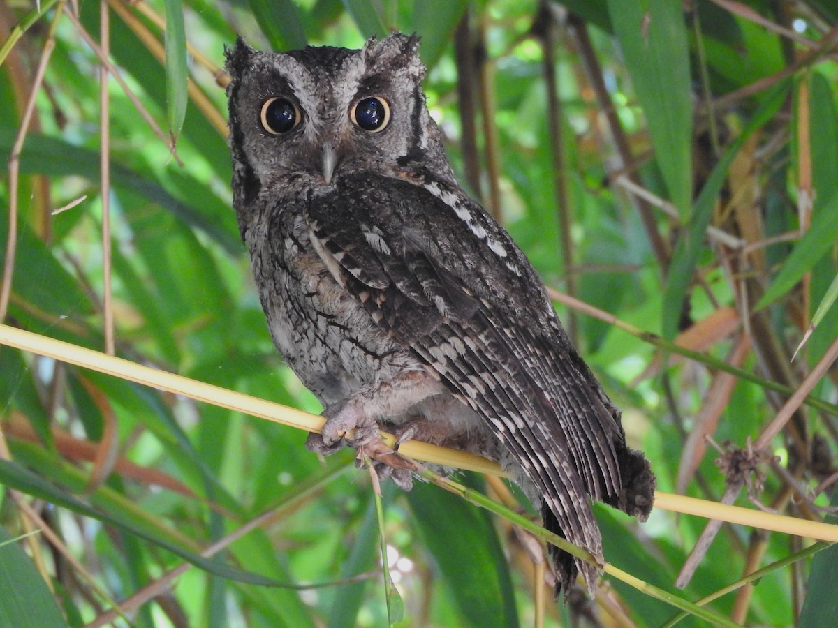 Tropical Screech-Owl - ML613013056