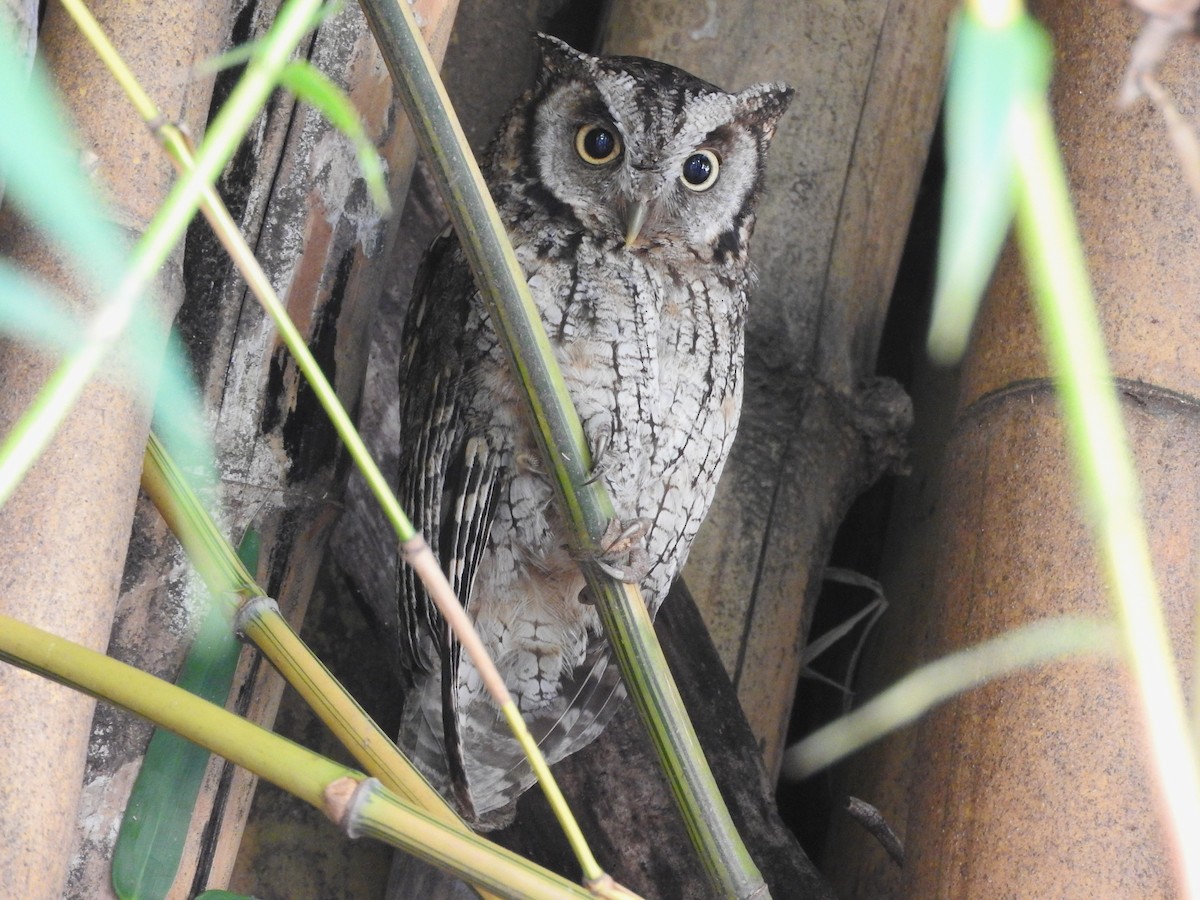 Tropical Screech-Owl - ML613013058