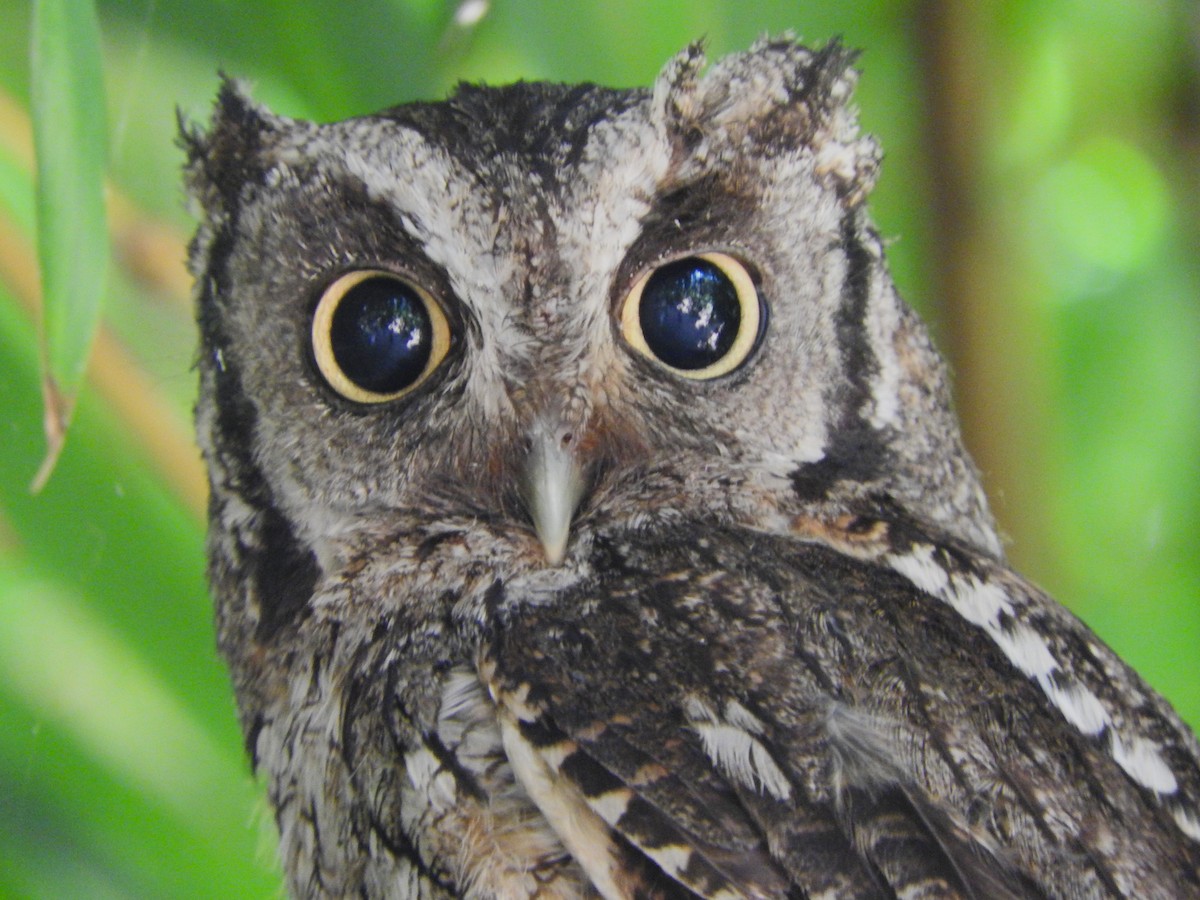 Tropical Screech-Owl - ML613013059