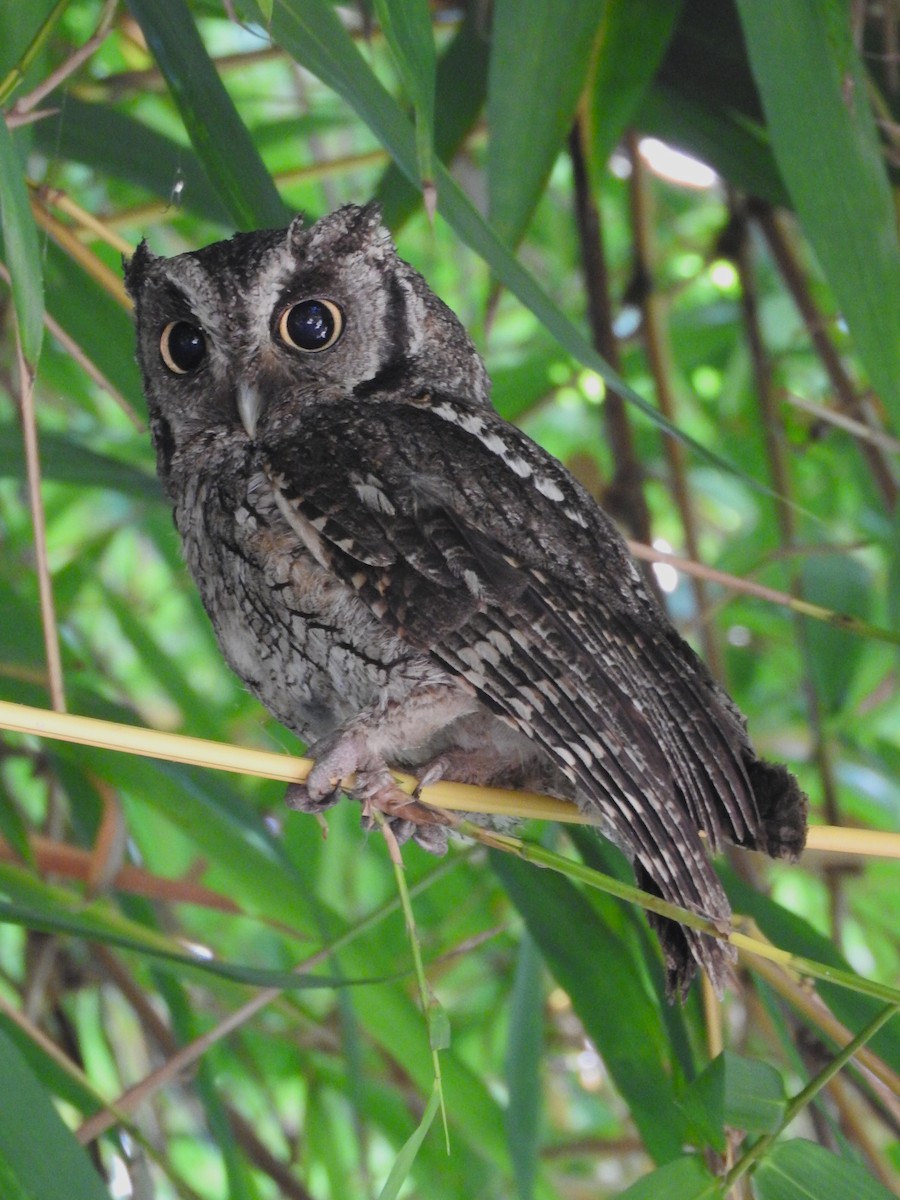 Tropical Screech-Owl - ML613013060