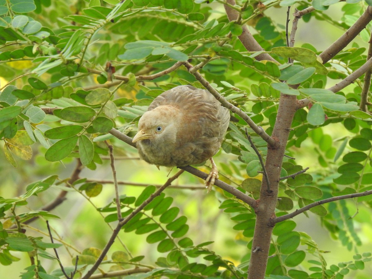 Yellow-billed Babbler - ML613013251