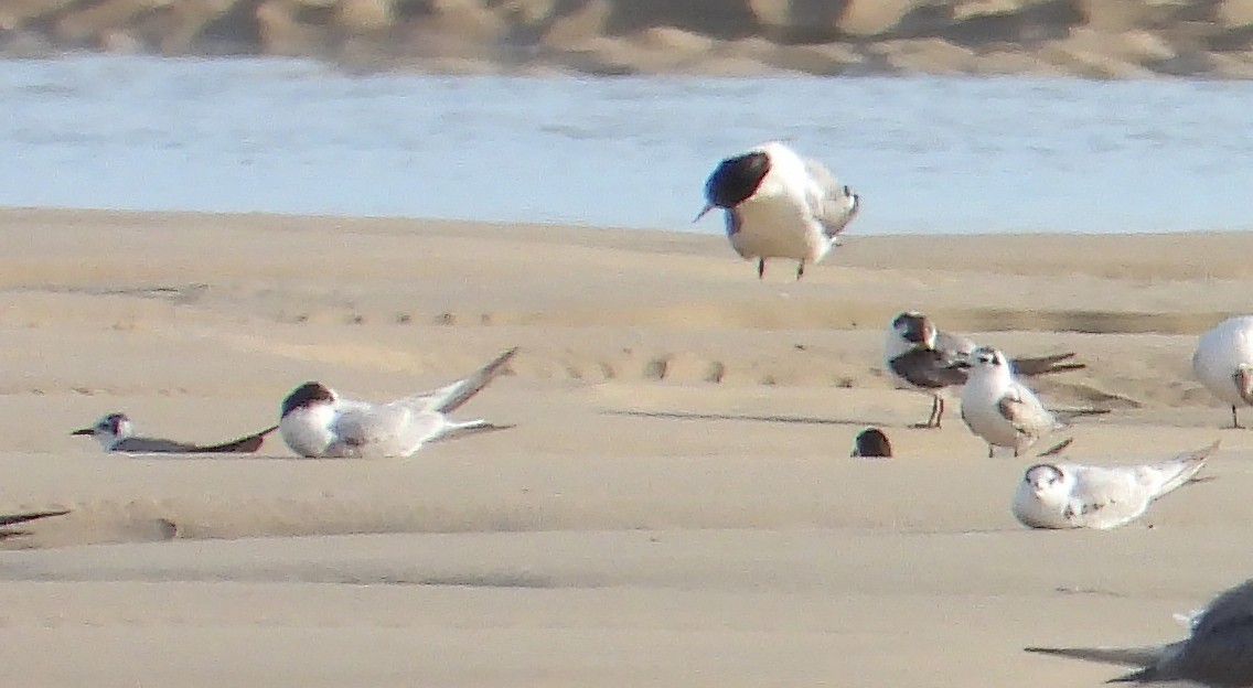 White-winged Tern - Jack Morgan