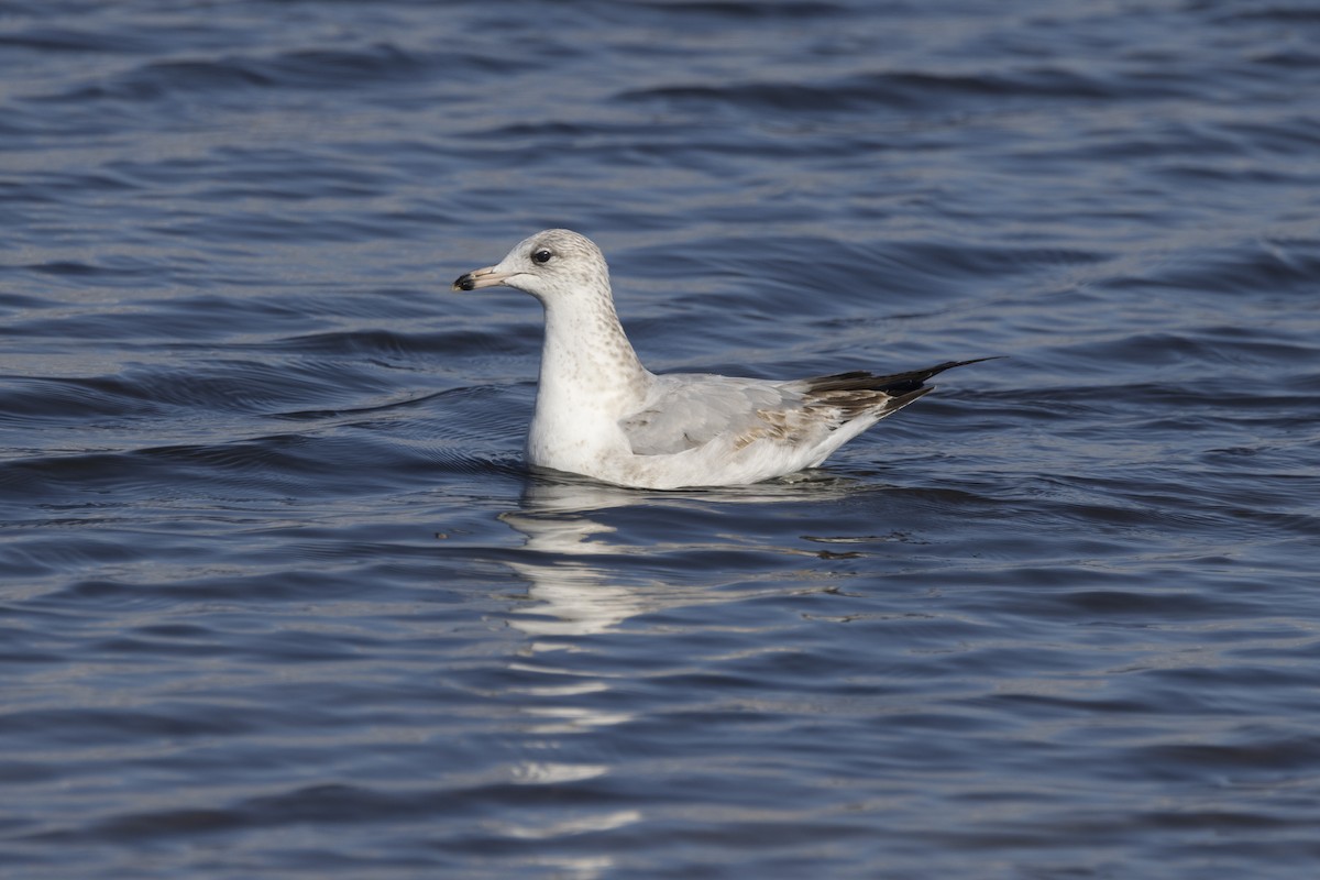 Ring-billed Gull - ML613013272