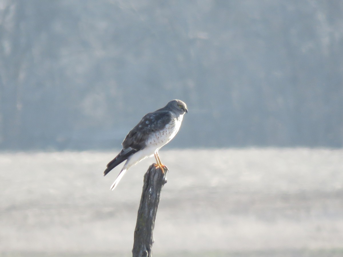 Northern Harrier - Kevin Groeneweg