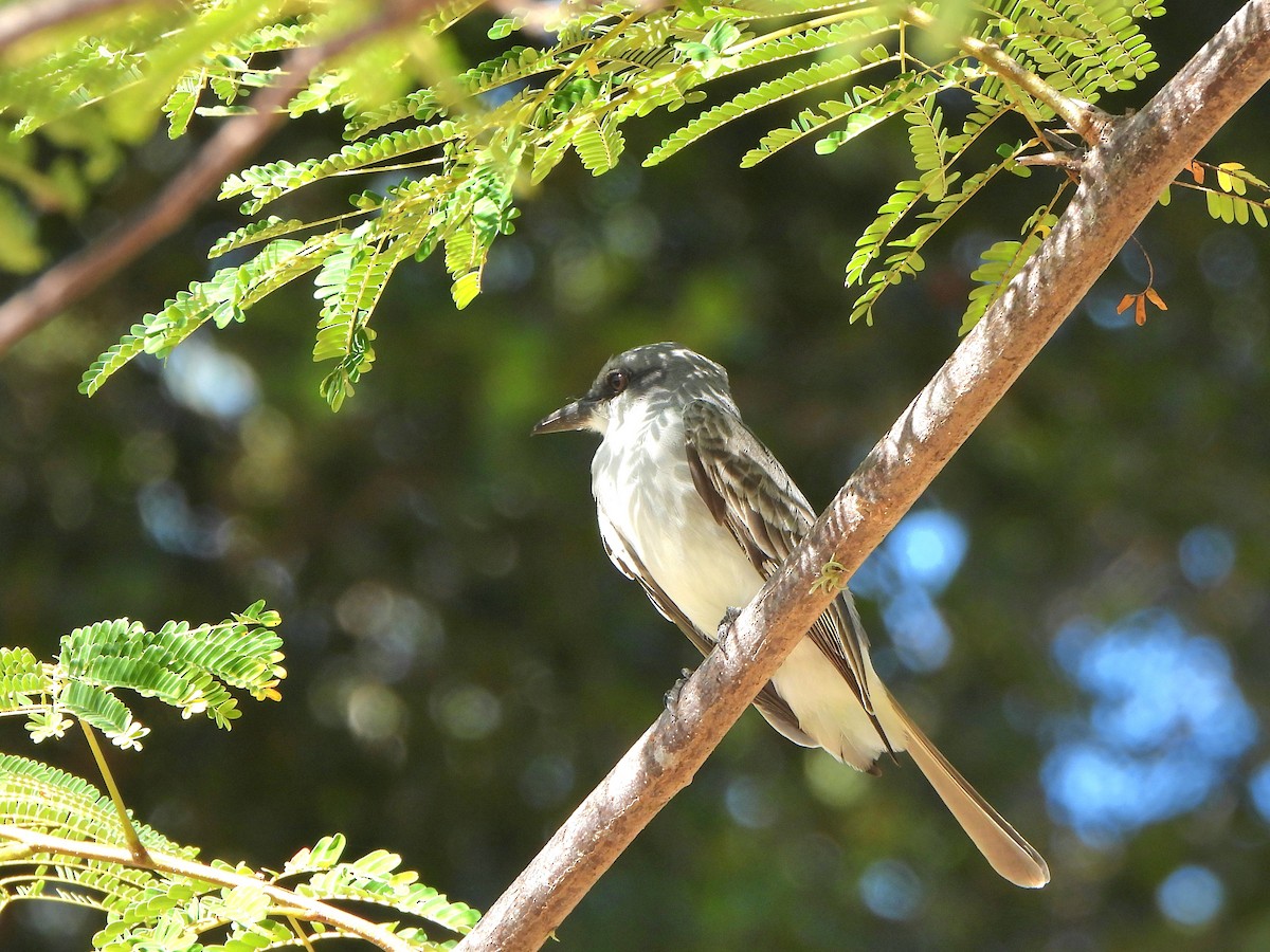 Gray Kingbird - ML613013312