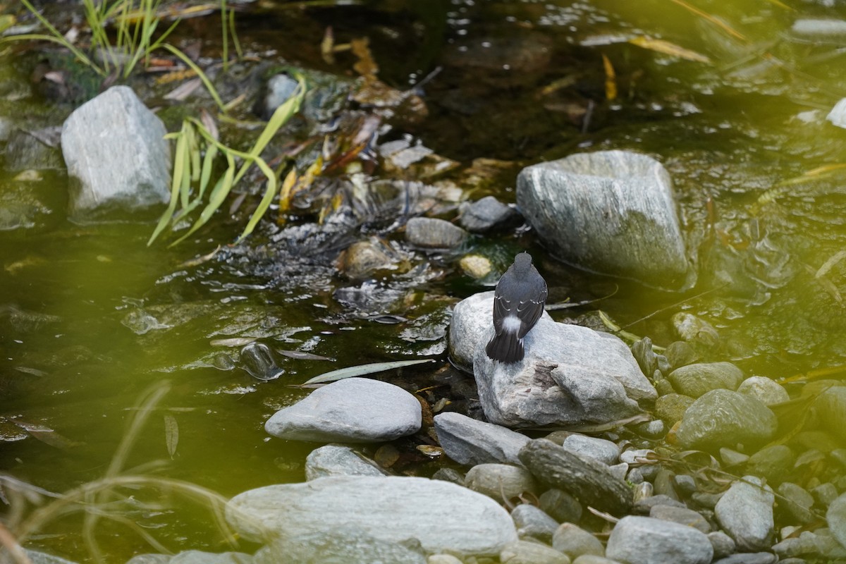 Plumbeous Redstart - ML613013322