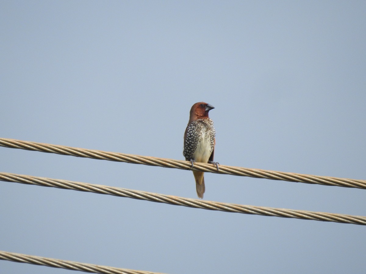 Scaly-breasted Munia - ML613013330