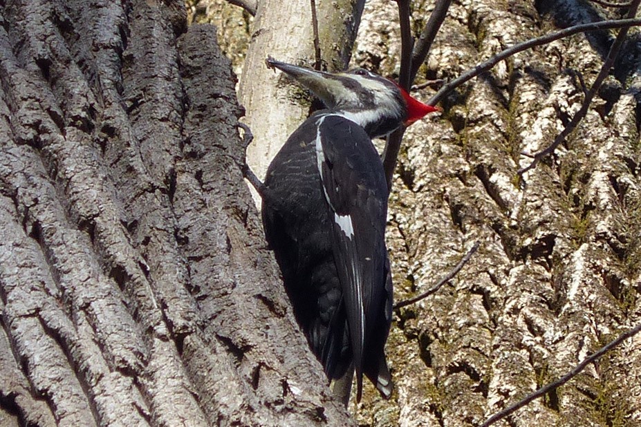 Pileated Woodpecker - ML613013336