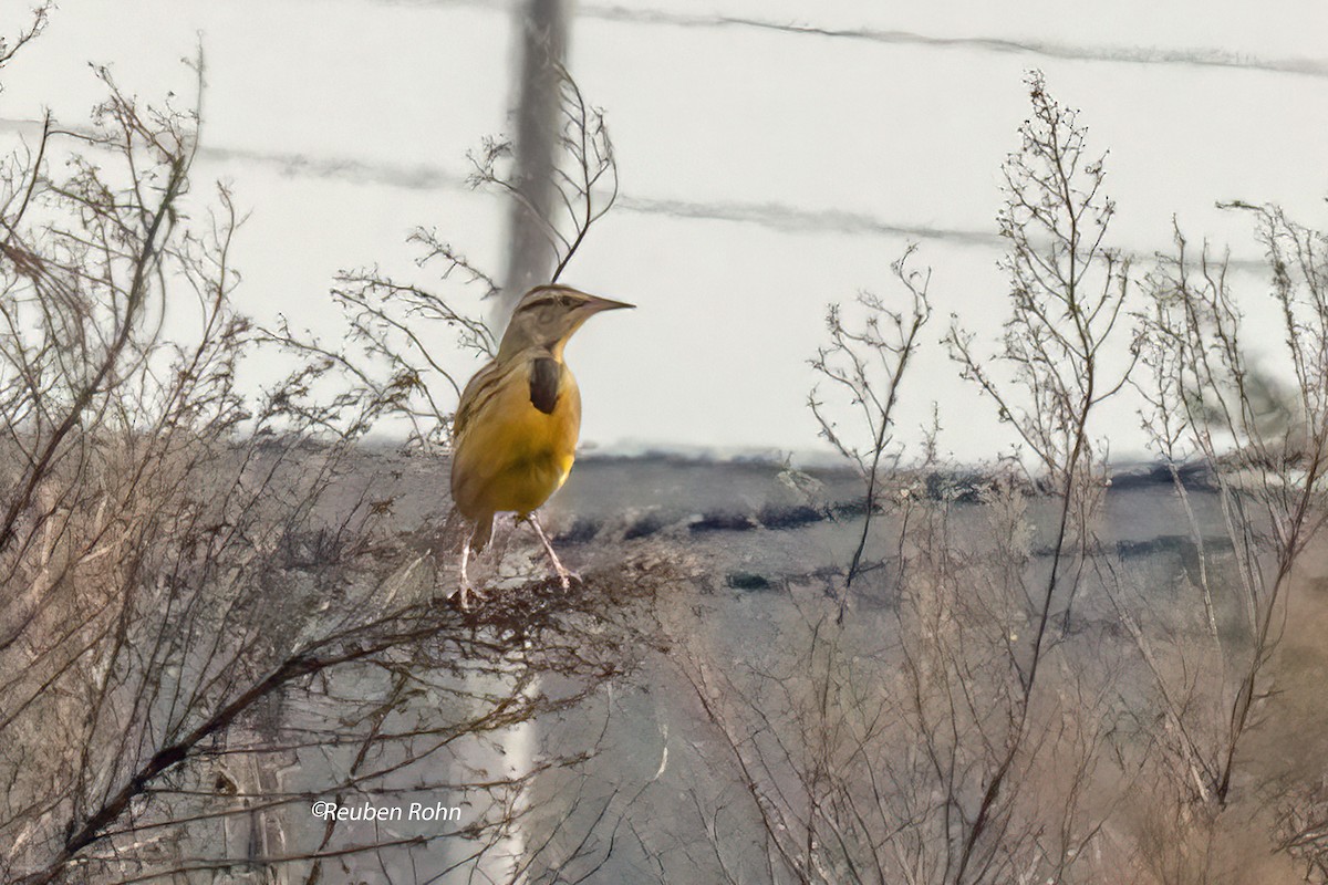 Eastern Meadowlark (Eastern) - Reuben Rohn