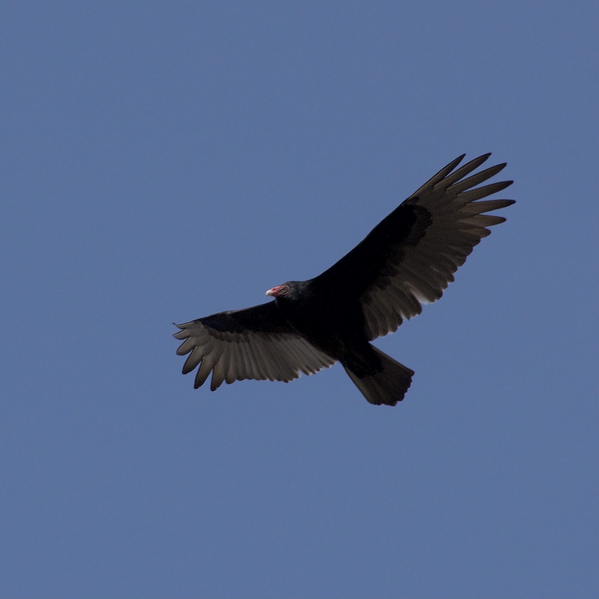 Turkey Vulture - David Rudder