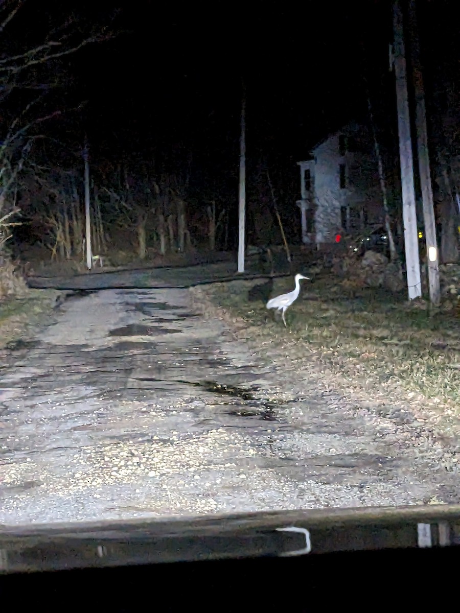 Sandhill Crane - ML613013417