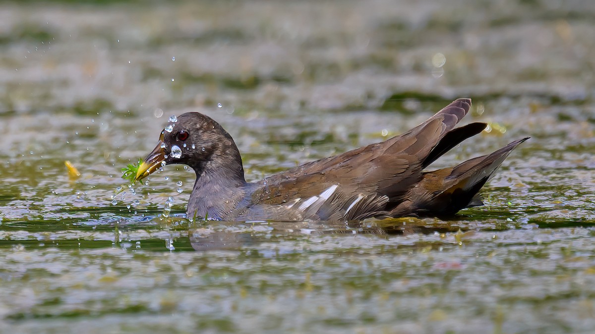 Eurasian Moorhen - Soong Ming Wong