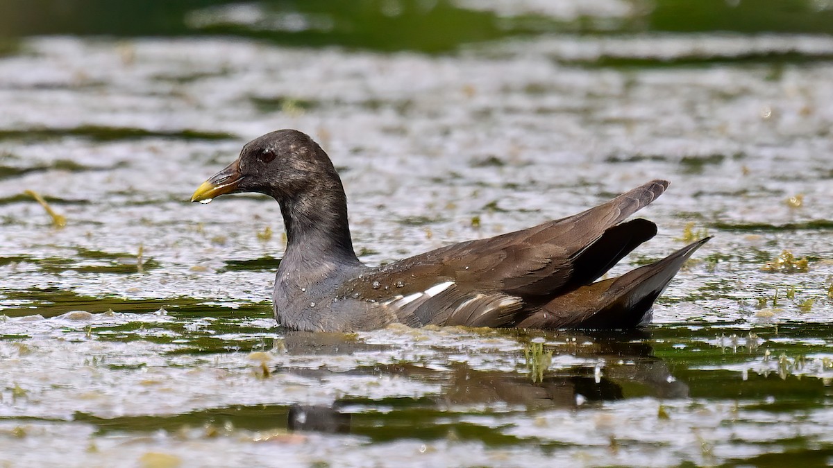 Eurasian Moorhen - Soong Ming Wong