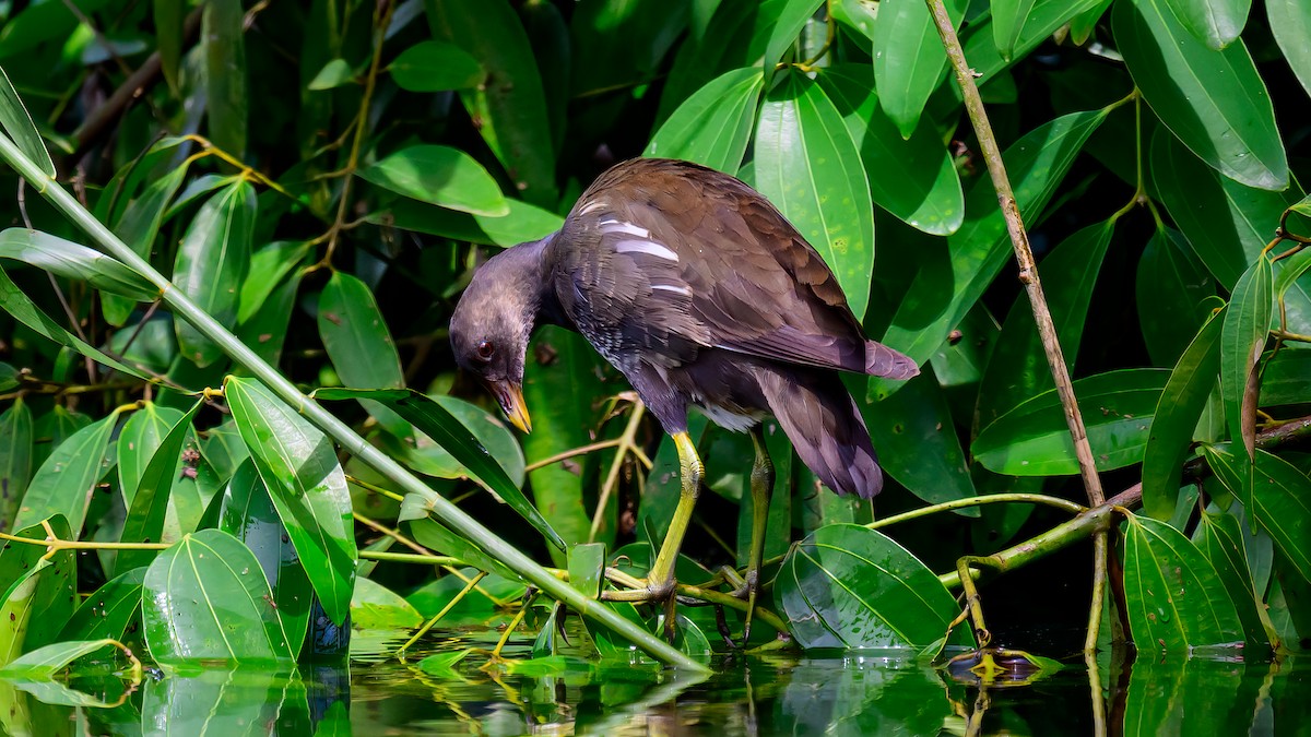 Eurasian Moorhen - Soong Ming Wong